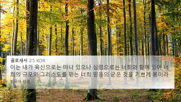 골로새서 2:5 KOR Bible Verse Image