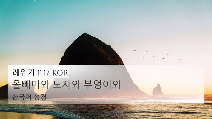 레위기 11:17 KOR 4K Wallpaper - 올빼미와 노자와 - 4K Wallpaper Bible Verse
