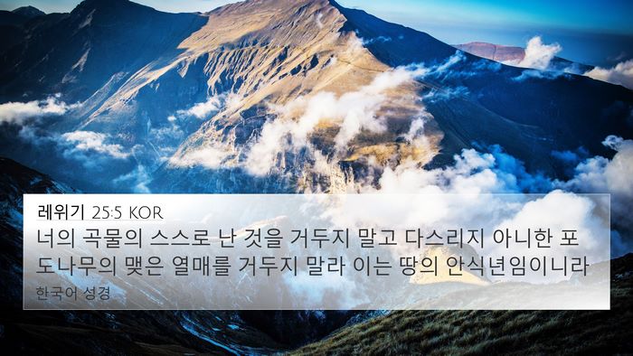 레위기 25:5 KOR 4K Wallpaper - 너의 곡물의 스스로 난 것을 거두지 - 4K Wallpaper Bible Verse