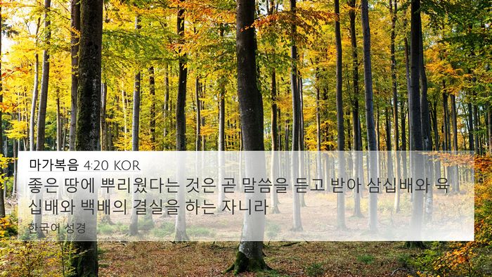 마가복음 4:20 KOR Bible Verse Image