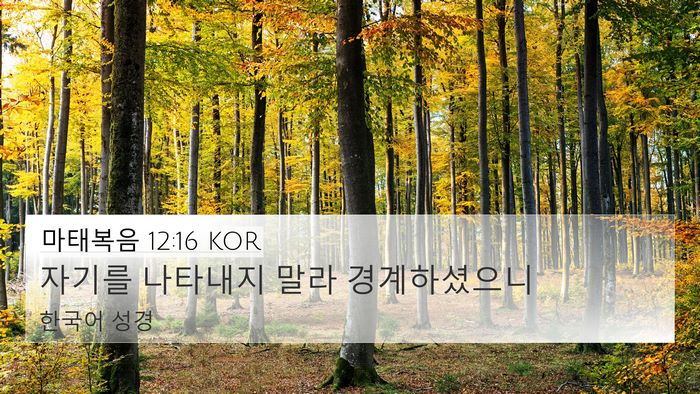 마태복음 12:16 KOR Bible Verse Image
