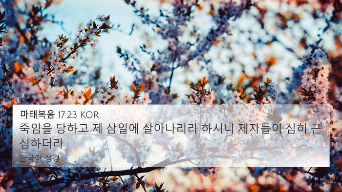 마태복음 17:23 KOR Bible Verse Image