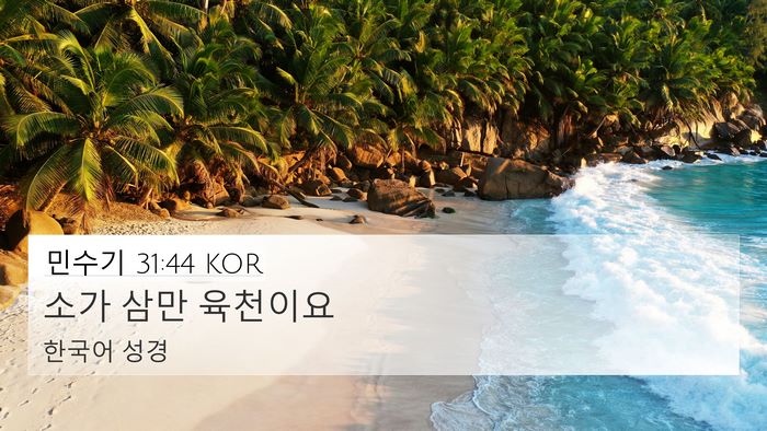 민수기 31:44 KOR 4K Wallpaper - 소가 삼만 - 4K Wallpaper Bible Verse
