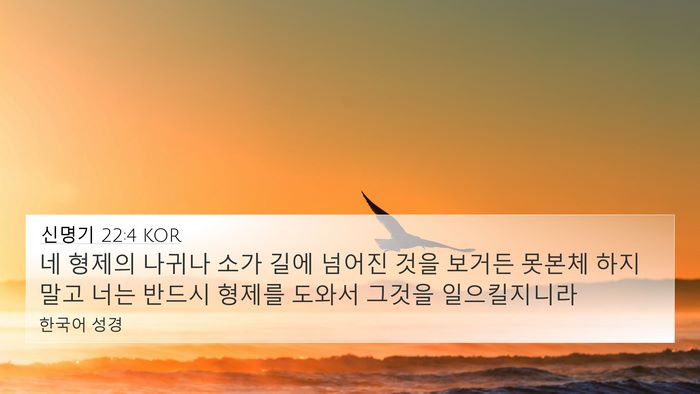 신명기 22:4 KOR 4K Wallpaper - 네 형제의 나귀나 소가 길에 넘어진 - 4K Wallpaper Bible Verse