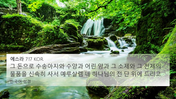 에스라 7:17 KOR 4K Wallpaper - 그 돈으로 수송아지와 수양과 어린 - 4K Wallpaper Bible Verse