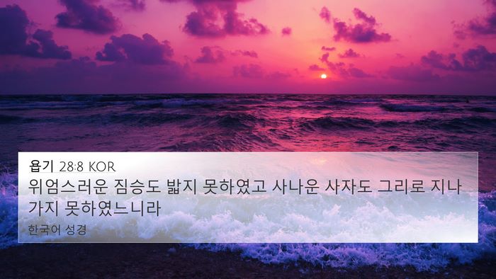 욥기 28:8 KOR 4K Wallpaper - 위엄스러운 짐승도 밟지 못하였고 - 4K Wallpaper Bible Verse