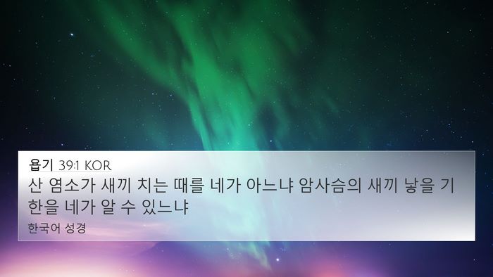 욥기 39:1 KOR Bible Verse Image