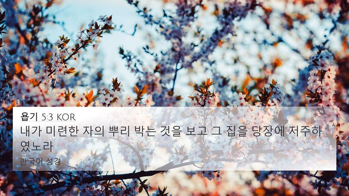 욥기 5:3 KOR Bible Verse Image