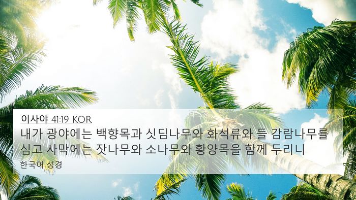 이사야 41:19 KOR Bible Verse Image