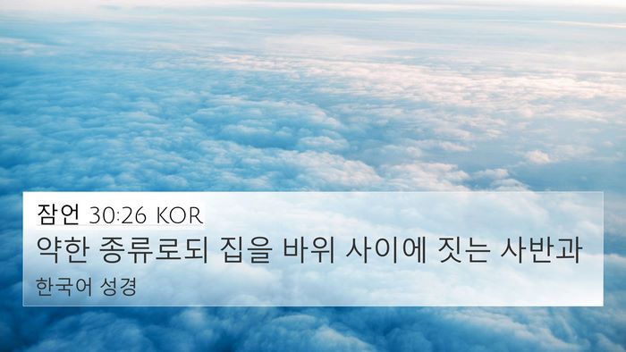 잠언 30:26 KOR Bible Verse Image