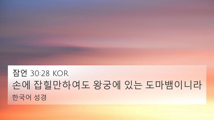 잠언 30:28 KOR 4K Wallpaper - 손에 잡힐만하여도 왕궁에 있는 - 4K Wallpaper Bible Verse