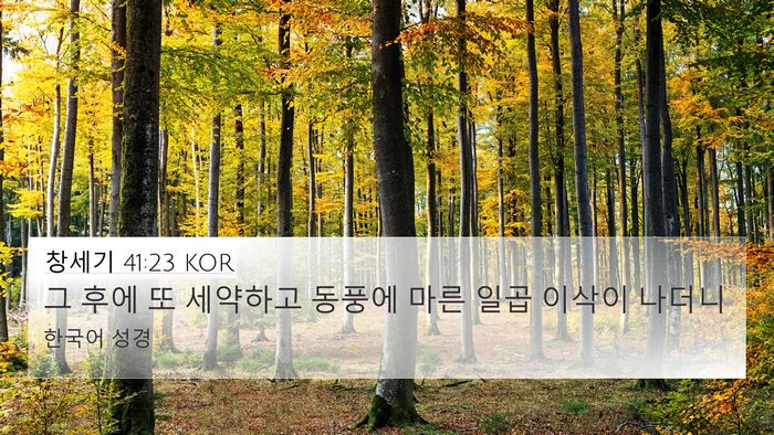 창세기 41:23 KOR 4K Wallpaper - 그 후에 또 세약하고 동풍에 마른 - 4K Wallpaper Bible Verse