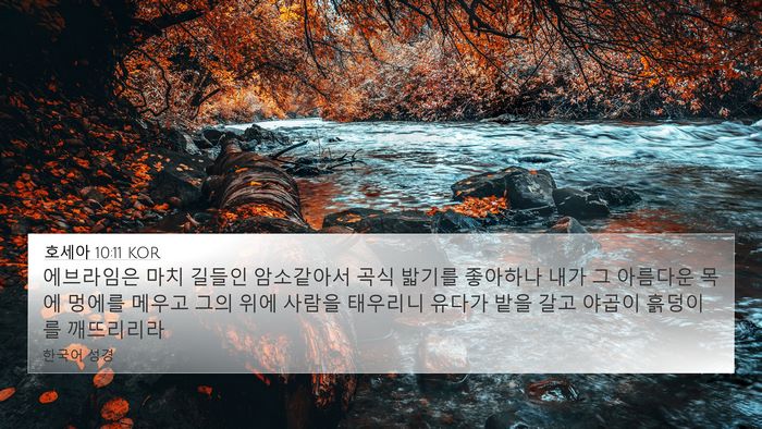호세아 10:11 KOR 4K Wallpaper - 에브라임은 마치 길들인 암소같아서 - 4K Wallpaper Bible Verse