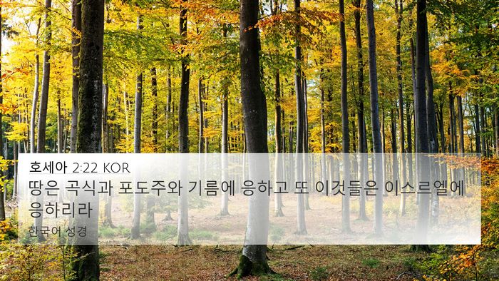 호세아 2:22 KOR 4K Wallpaper - 땅은 곡식과 포도주와 기름에 응하고 - 4K Wallpaper Bible Verse