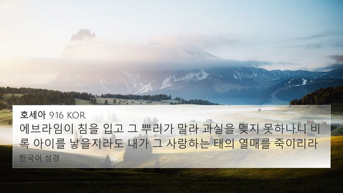 호세아 9:16 KOR Bible Verse Image