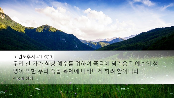 고린도후서 4:11 KOR Desktop Wallpaper - 우리 산 자가 항상 예수를 위하여 - Desktop Bible Verse Wallpaper