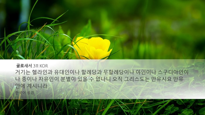 골로새서 3:11 KOR Bible Verse Image