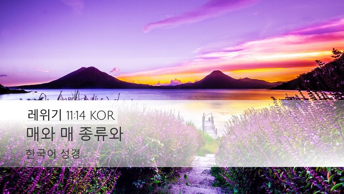 레위기 11:14 KOR Desktop Wallpaper - 매와 매 - Desktop Bible Verse Wallpaper