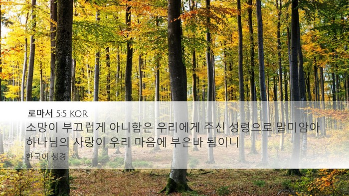 로마서 5:5 KOR Bible Verse Image