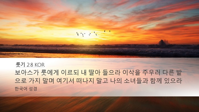 룻기 2:8 KOR Bible Verse Image