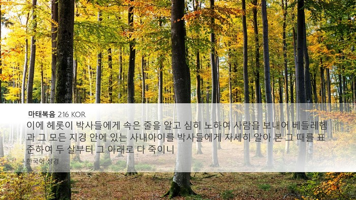 마태복음 2:16 KOR Bible Verse Image
