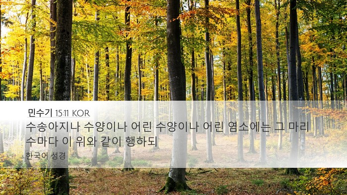 민수기 15:11 KOR Desktop Wallpaper - 수송아지나 수양이나 어린 수양이나 - Desktop Bible Verse Wallpaper