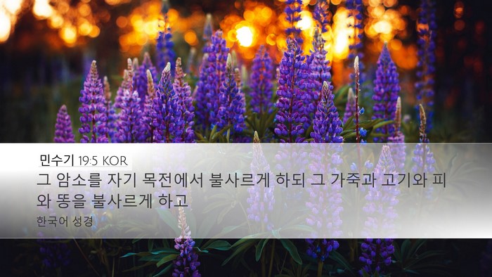민수기 19:5 KOR Bible Verse Image