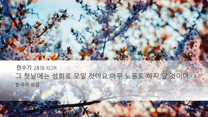 민수기 28:18 KOR Bible Verse Image