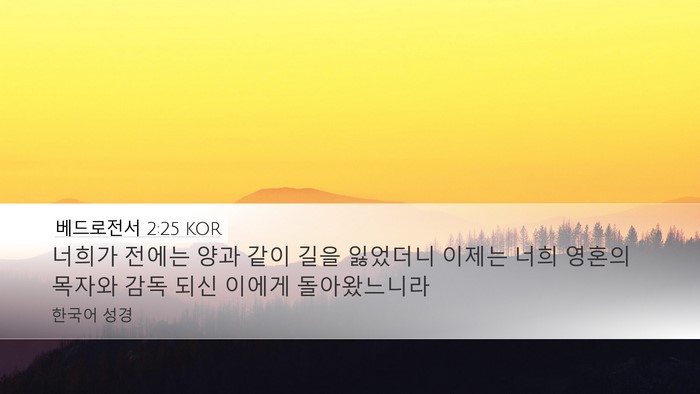 베드로전서 2:25 KOR Bible Verse Image
