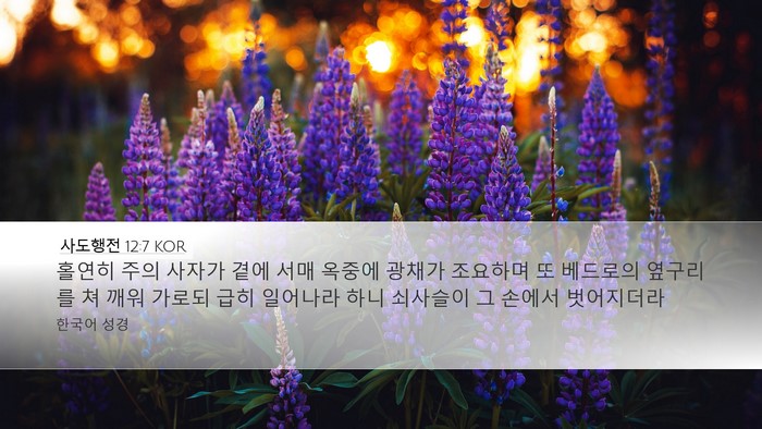 사도행전 12:7 KOR Bible Verse Image