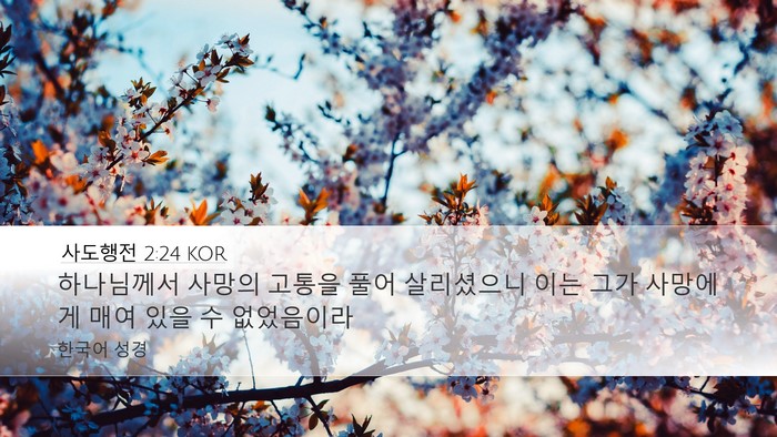 사도행전 2:24 KOR Bible Verse Image