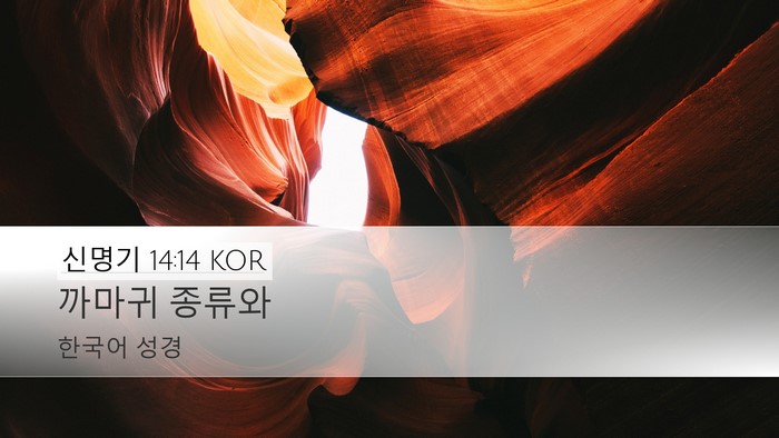 신명기 14:14 KOR Desktop Wallpaper - 까마귀 - Desktop Bible Verse Wallpaper