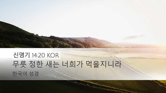 신명기 14:20 KOR Desktop Wallpaper - 무릇 정한 새는 너희가 - Desktop Bible Verse Wallpaper