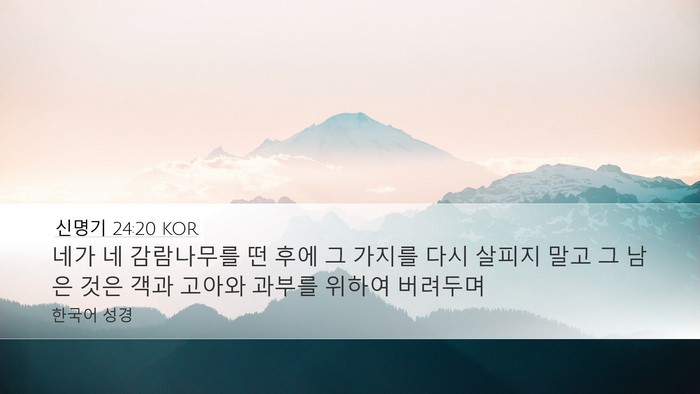 신명기 24:20 KOR Desktop Wallpaper - 네가 네 감람나무를 떤 후에 그 - Desktop Bible Verse Wallpaper