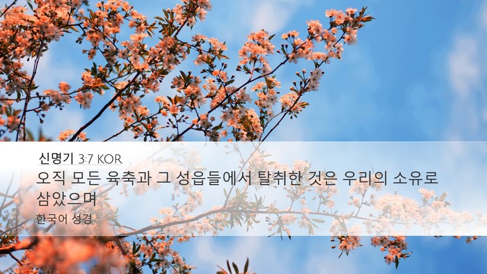 신명기 3:7 KOR Desktop Wallpaper - 오직 모든 육축과 그 성읍들에서 - Desktop Bible Verse Wallpaper