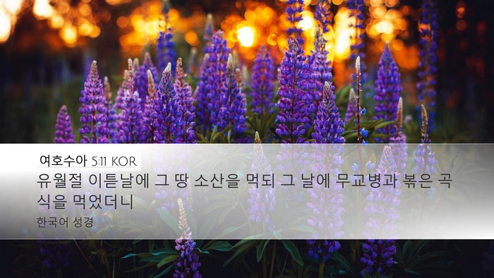 여호수아 5:11 KOR Bible Verse Image