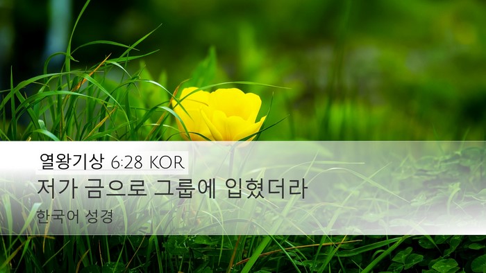 열왕기상 6:28 KOR Desktop Wallpaper - 저가 금으로 그룹에 - Desktop Bible Verse Wallpaper