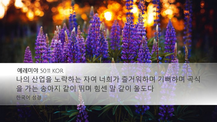 예레미야 50:11 KOR Bible Verse Image