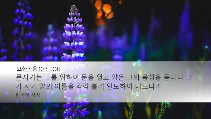 요한복음 10:3 KOR Bible Verse Image