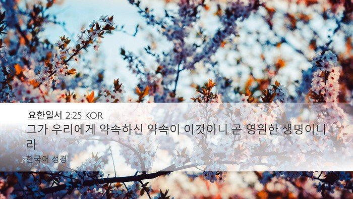 요한일서 2:25 KOR Bible Verse Image
