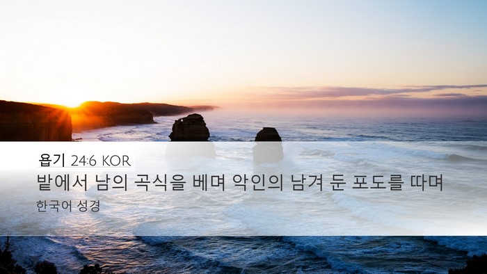 욥기 24:6 KOR Desktop Wallpaper - 밭에서 남의 곡식을 베며 악인의 - Desktop Bible Verse Wallpaper