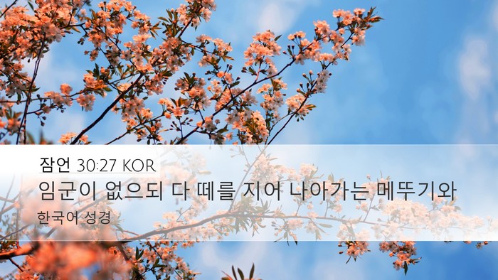 잠언 30:27 KOR Bible Verse Image
