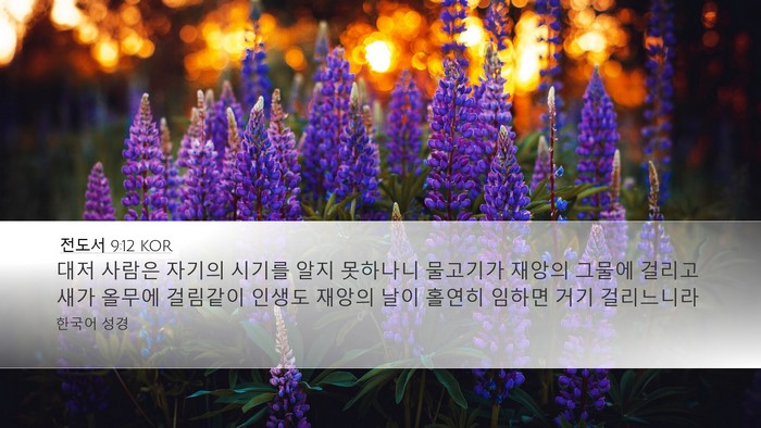전도서 9:12 KOR Bible Verse Image