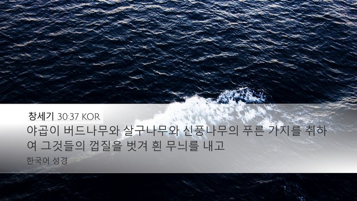 창세기 30:37 KOR Bible Verse Image