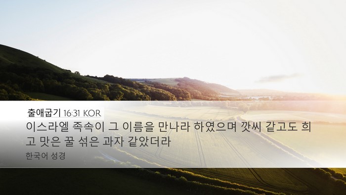 출애굽기 16:31 KOR Bible Verse Image