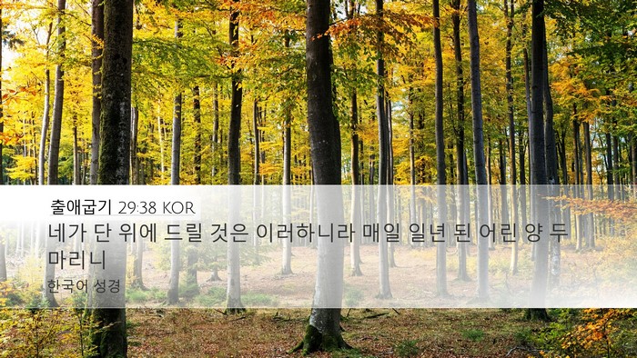 출애굽기 29:38 KOR Bible Verse Image