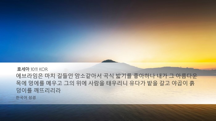 호세아 10:11 KOR Desktop Wallpaper - 에브라임은 마치 길들인 암소같아서 - Desktop Bible Verse Wallpaper