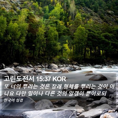 고린도전서 15:37 KOR Bible Verse Image