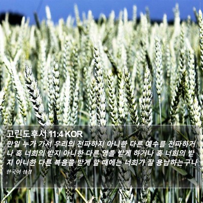 고린도후서 11:4 KOR Bible Verse Image