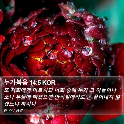 누가복음 14:5 KOR Bible Verse Image